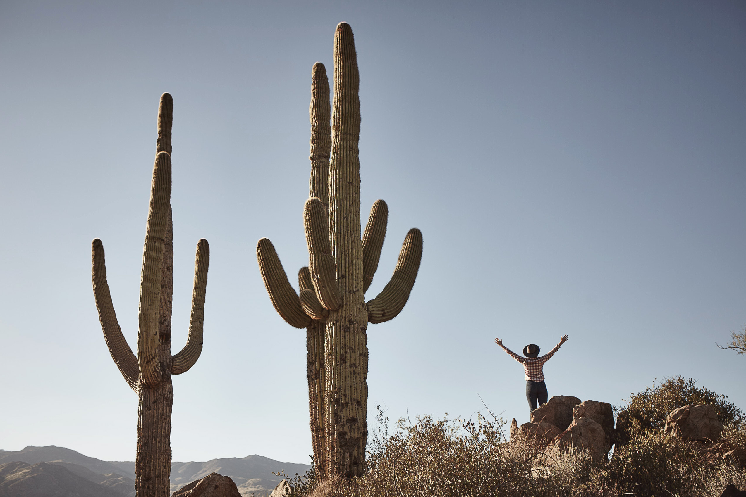 Arizona_Cactus_7609_web
