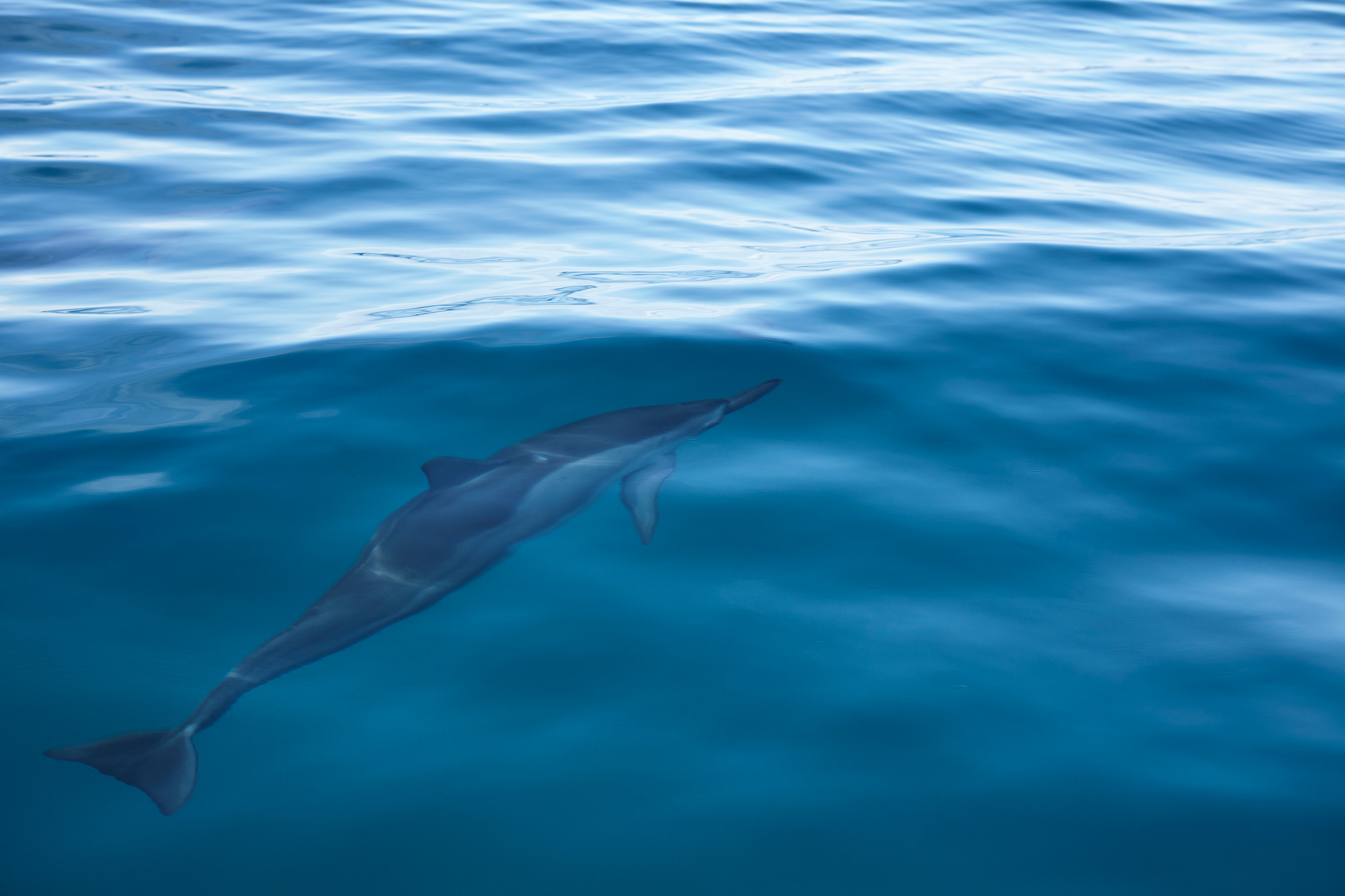 Dolphin-Kauai