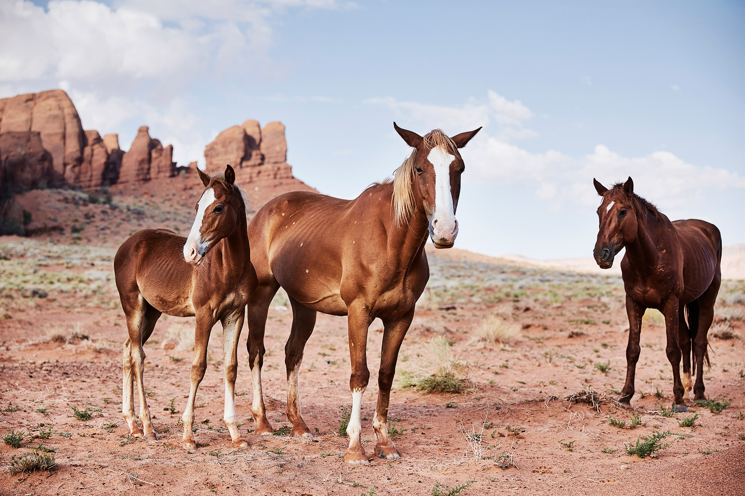 Navajo_Horses_1_web